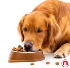 Probiotics for dogs, support for gut health