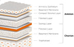 AMNIOTIC MEMBRANE "PATCHES"