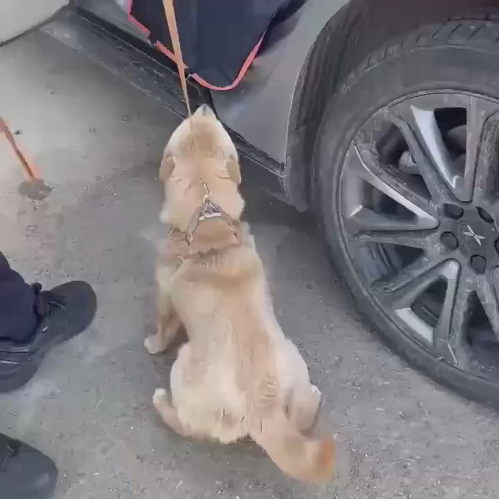 Dog Car Seat Cover with Hammock Design: Protect Your Car and Pamper Your Pet