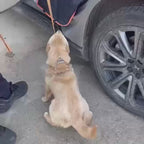 Dog Car Seat Cover with Hammock Design: Protect Your Car and Pamper Your Pet