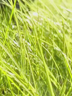 Portable Dog Poop Scooper with Bag Dispenser