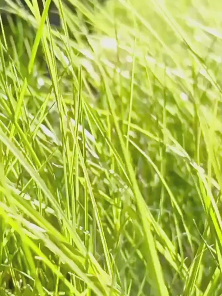 Portable Dog Poop Scooper with Bag Dispenser