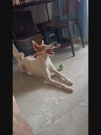 Set of 5 dog chew toys