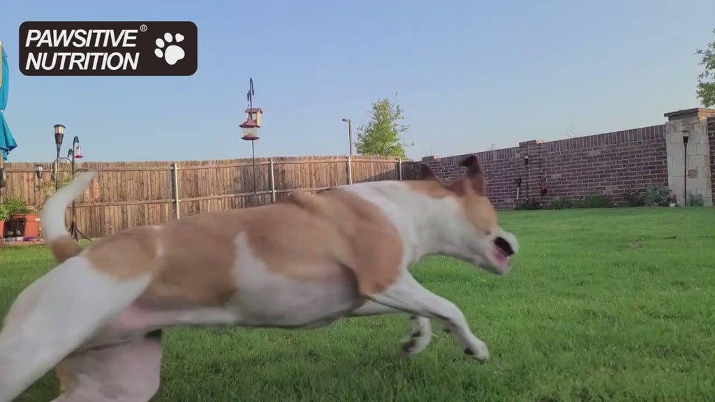 90 Soft Joint and Hip Biscuits for Dogs and Cats