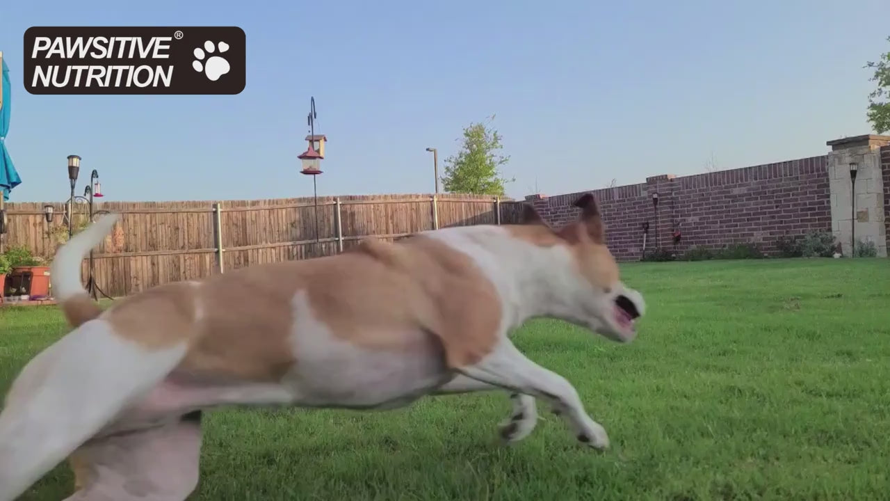 90 Soft Joint and Hip Biscuits for Dogs and Cats